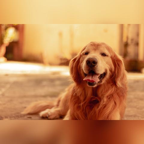 猎犬界的佼佼者揭秘，全球顶级猎犬排名犬种盘点