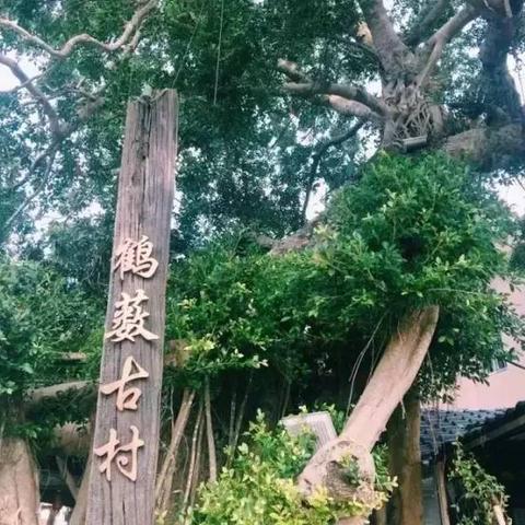 英德美食盛宴，前十名小众餐厅盘点，美食爱好者的终极指南