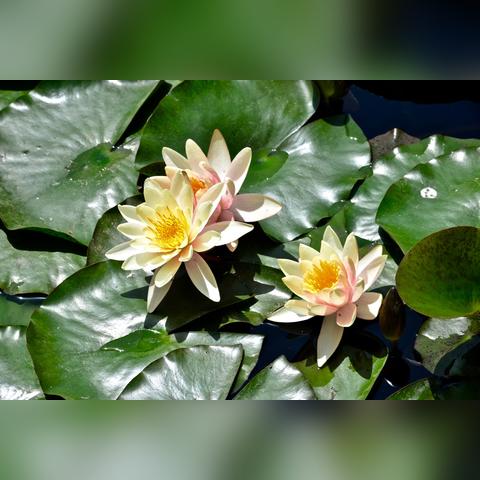 夏天莲花旅游攻略，探秘水上花园，尽享莲花盛宴