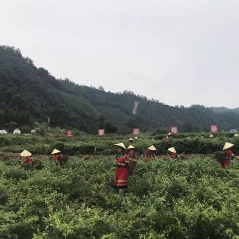 张家界自由行探索之旅攻略，不跟团，尽享无限风光！