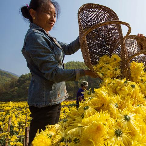 南岳山门票查询攻略，快速获取最新门票信息与优惠！