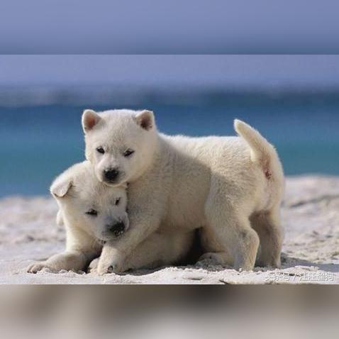 热门犬种大盘点，最新宠物精灵狗狗排名榜揭晓！