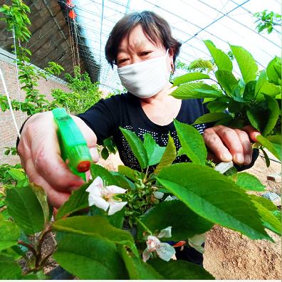 大良菜篮子最新价格动态及图片概览，快速了解市场变化！