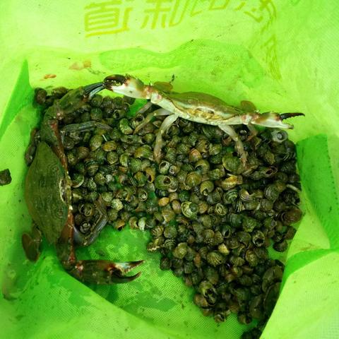 海岛螃蟹攻略，最新打法技巧一网打尽！