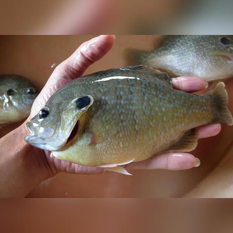 梦幻原生岛钓鱼秘籍，最新攻略与技巧一网打尽