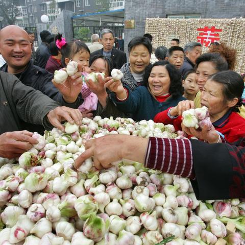 山东大蒜今日行情，最新价格动态、市场走势及影响因素深度解析