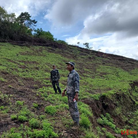 宁洱大象保护新动态，揭秘当地大象新头条与保护成果