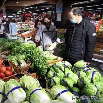贵州红菜苔行情最新报告揭秘，今日市场动态深度剖析