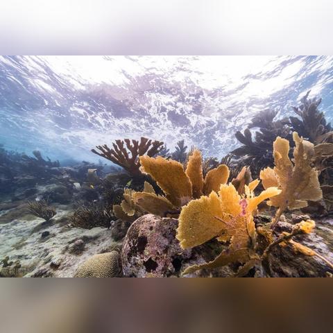 海底世界最强王者榜单揭秘，深海霸主的力量与荣耀排行！