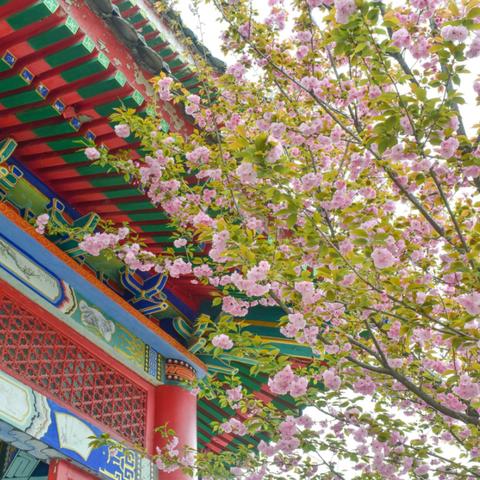 西安樱花盛开，城市活力与美丽共舞头条新闻
