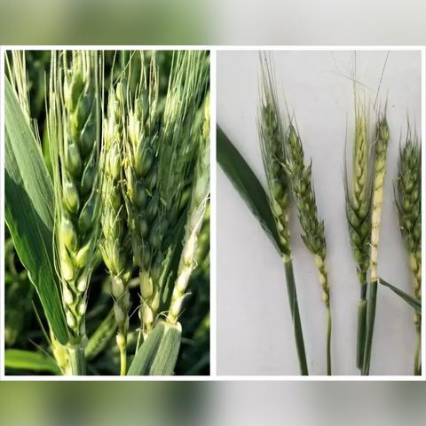 亳州小麦最新价格表，市场动态解析与走势分析