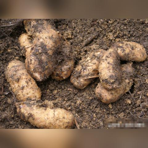 最新土豆行情报告，今日价格走势分析与预测
