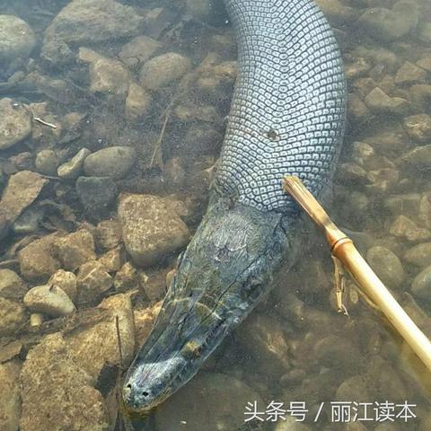 丽月湖岸理想居住新动态，优质房源出售，梦想家园触手可及