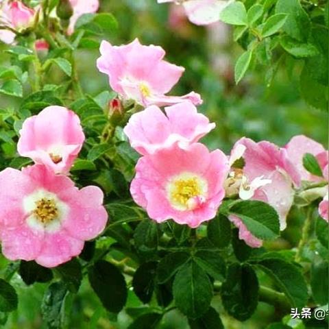 励志外国电影语录视频，激发潜能，唤醒力量的源泉