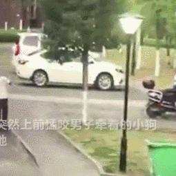 湖北大狗伤人事件最新视频，社会警惕与深刻反思